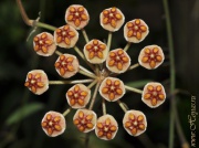 Hoya anncajanoae