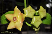 Eriostemma cv. Ruthie