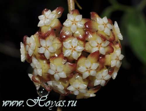 Hoya sp. Chicken Farm (EKW97-005)