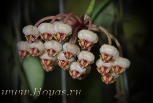 Hoya brevialata 
