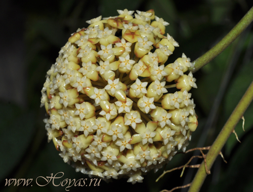 Hoya incrassata var. macgregorii