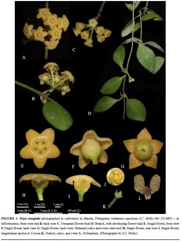 Hoya sinagtala 