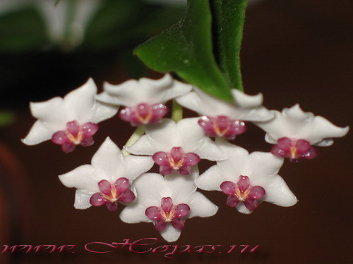 Hoya lanceolata ssp. bella 