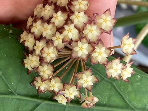 Hoya clemensiorum