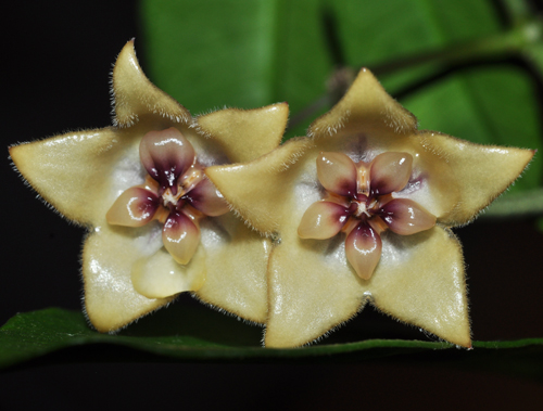 Hoya gildingii