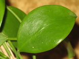 Hoya diptera