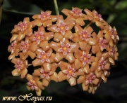Hoya aff. benguetensis (Palawan, Philippines) GPS-0978