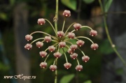 Hoya andalensis