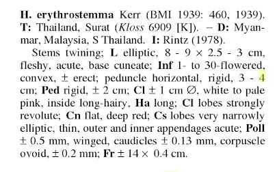 Hoya erythrostemma