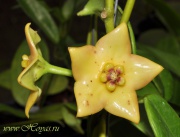 Eriostemma cv. Ruthie