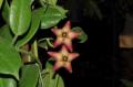 Eriostemma cv. Optimistic