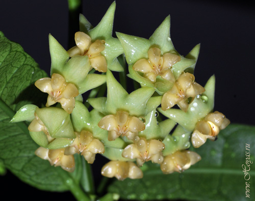 Hoya platycaulis