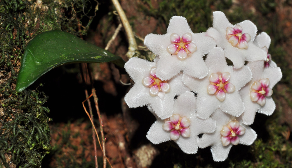 Hoya siamica. Цветение в естественной среде обитания.