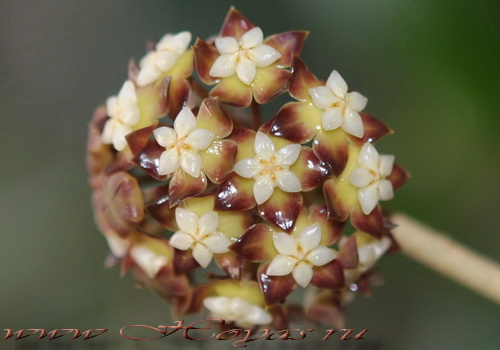 Hoya finlaysonii