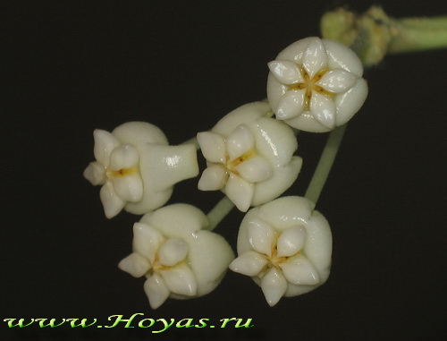 Hoya subquintuplinervis