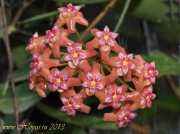 Hoya benguetensis