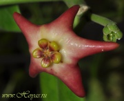 Eriostemma affine (syn. Hoya affinis)