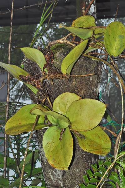 Hoya lambii 