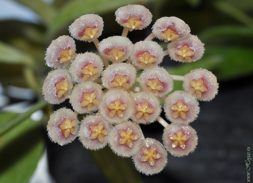Hoya nabawanensis