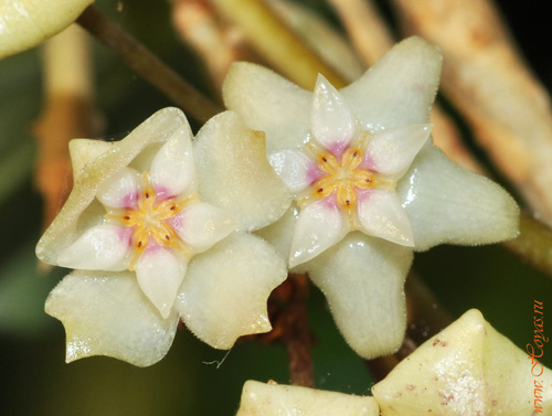 Hoya bhutanica