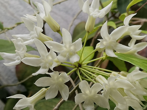 Hoya versteegii