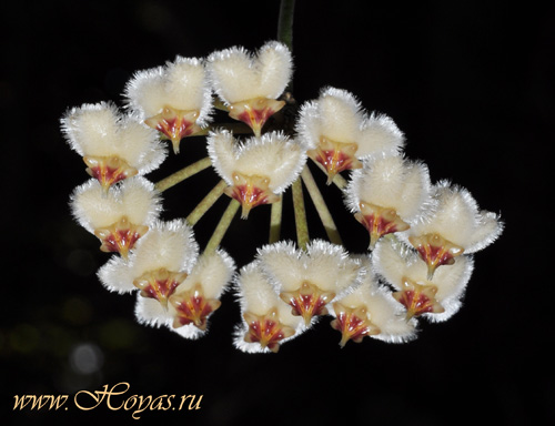 Hoya imbricata 