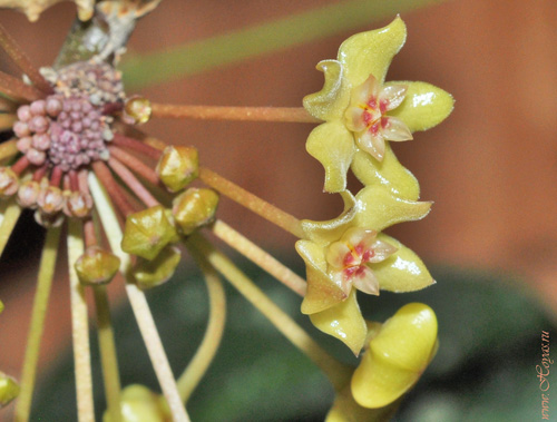 Hoya merrillii 