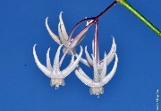 Hoya acuminata