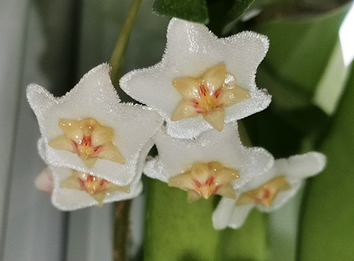 Hoya salweenica