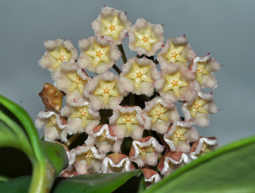 Hoya maingayi