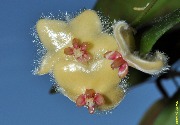 Hoya sangguensis (Borneo)