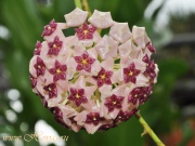 Hoya aldrichii