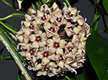 Hoya halconensis 