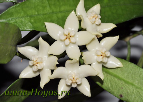 Hoya griffithii