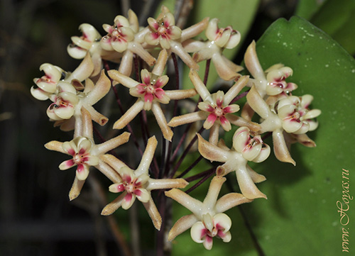 Hoya uncinata