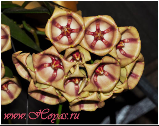 Hoya archboldiana 