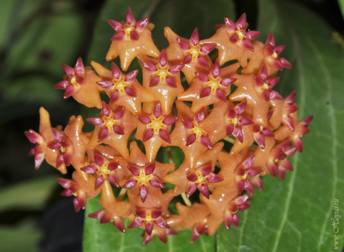 Hoya blashernaezii ssp. valmayoriana