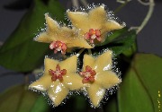 Hoya sangguensis (Borneo)