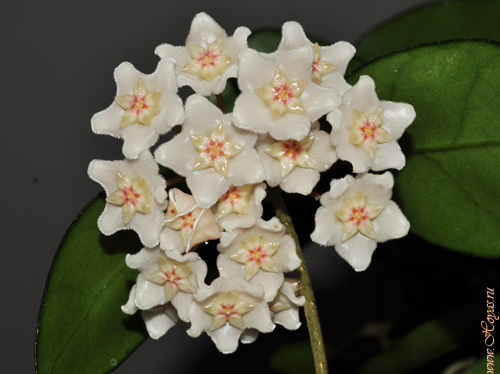 Hoya bonii
