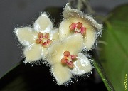 
Hoya sangguensis (Borneo)