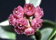 Hoya heuschkeliana albomarginated