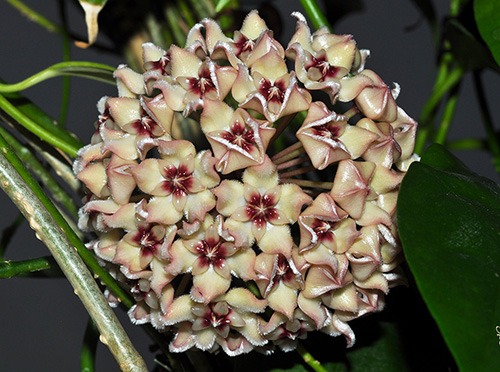 Hoya halconensis 
