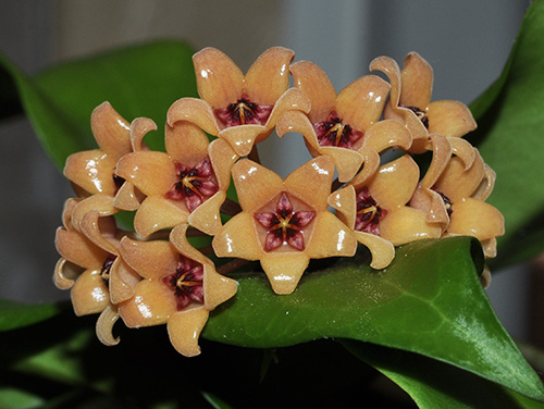Hoya cutis-porcelana