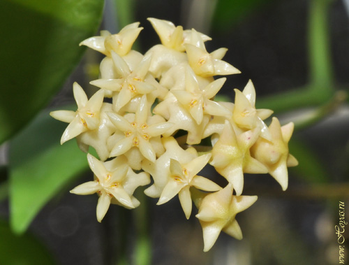 Hoya rintzii