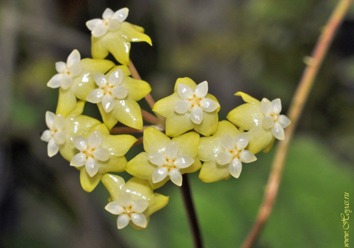 Hoya meredithii