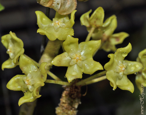 Hoya lambii 