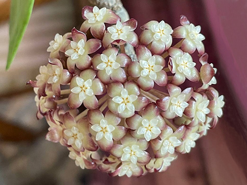 Hoya rigidifolia