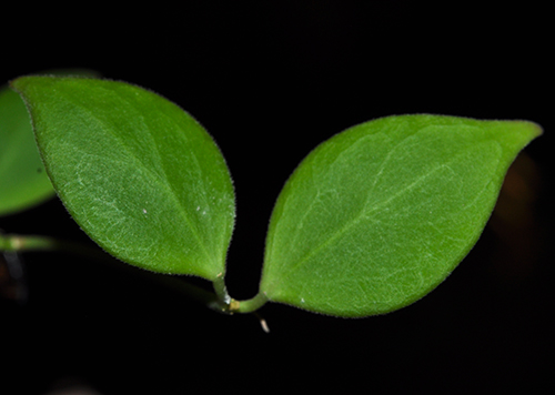 Hoya microstemma 