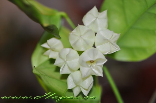 Hoya danumensis 