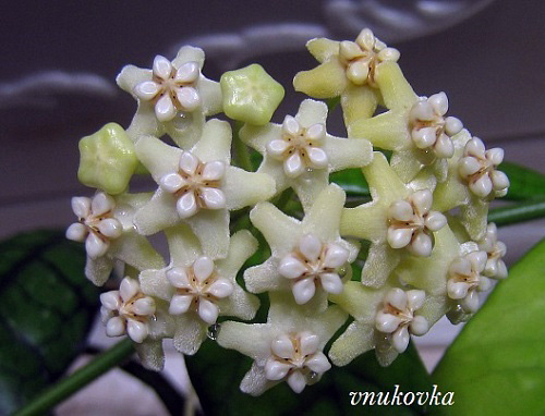 Hoya globulosa
